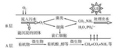 生物氧化塘 污水治理中的生态智慧与多重机制解析